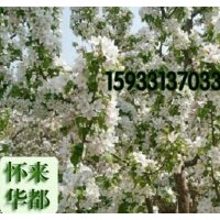 八棱海棠樹，正宗真品。懷來直供