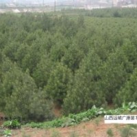 出售1米以上白皮松大量低價(jià)供應(yīng)