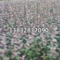 供應(yīng)高原之火海棠苗