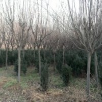 陜西周至苗木供應解決商