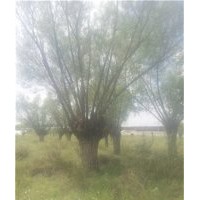 出售7厘米到1米的饅頭柳旱柳80公分饅頭柳旱柳供應8公分饅頭柳50