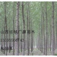 3-8公分毛白楊出售