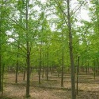 國強(qiáng)銀杏長期供應(yīng)20公分銀杏樹價格5500-8500之間