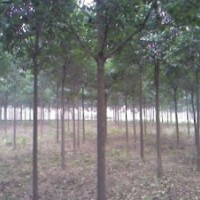 工業(yè)米徑5公分大葉女貞價格 4公分大葉女貞價格