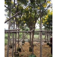 黃花槐哪里賣最便宜