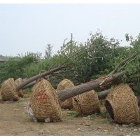 一級30公分銀杏樹邳州銀杏基地直供量大價優(yōu)