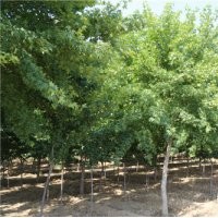 山東淄博10-13CM五角楓