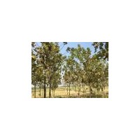 行道樹,法國梧桐樹25公分