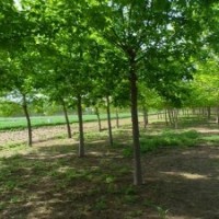 山東18公分國槐價格