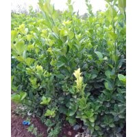 膠東衛(wèi)矛最新價(jià)格_紅葉小檗基地_膠東衛(wèi)矛基地