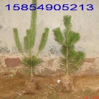 供應(yīng)莒南黑松苗 莒南黑松樹苗集散地