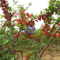 供應(yīng)法桐，白臘，海棠