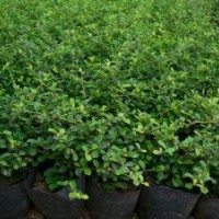 云南綠化苗木批發(fā)價，云南草皮/草坪，云南綠化苗木