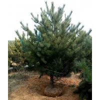 山西運城絳縣供應(yīng)營養(yǎng)杯營養(yǎng)袋1-5米油松