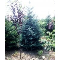 供應(yīng)；云杉3米5高