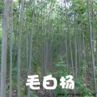 【主營】毛白楊，國槐，法桐，白臘，107，椿樹榆樹速生柳