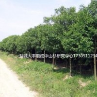 12公分女貞 12公分女貞 12公分女貞