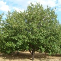 京紅海棠樹.低價10-20規(guī)格齊全