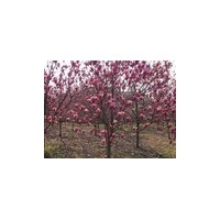 紅玉蘭價格表 紅玉蘭 紅玉蘭樹價格