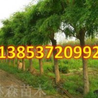 1-20公分國(guó)槐 國(guó)槐樹(shù)苗價(jià)格 國(guó)槐報(bào)價(jià)
