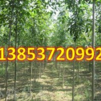 白蠟樹(shù)價(jià)格 白蠟樹(shù) 白蠟價(jià)格速生白蠟