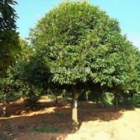 廣西融安直銷13公分14公分15公分桂花樹