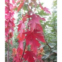 美國紅楓 秋火焰 紅點組培