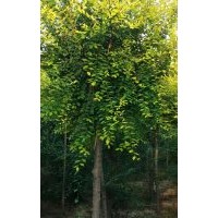 山東冠縣金葉榆，榆樹(shù)，圓冠榆，絲棉木，毛白楊，北欒