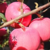 煙福8、神富一號、仲秋王蘋果苗