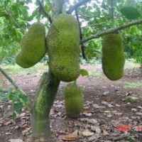 供應(yīng)菠蘿樹苗 蜜桔苗 橘苗 桔子苗 地菠蘿苗 橘紅樹苗 陰香樹苗