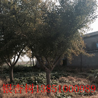 銀杏苗木 山東銀杏 銀杏樹