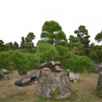 0003號(hào)3年以上培植日本進(jìn)口黑松高大上造型精品黑松