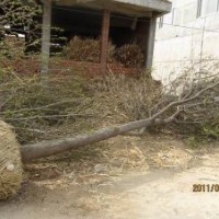 南京杜仲基地，15公分杜仲價(jià)格，18公分杜仲價(jià)格