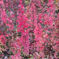 20萬元寶楓出售