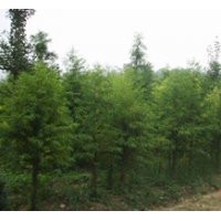 大豐中山杉 大豐中山杉 大豐中山杉