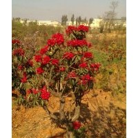 出售滇樸，黃連木，清香木，馬櫻花，皂角