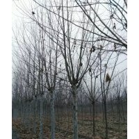 金橋苗木基地今冬出售