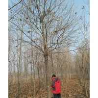 金橋苗木供應(yīng)12-20公分老式白蠟3-4年帽