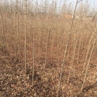 3公分元寶楓、五角楓 、三角楓 河南東潤正在熱銷