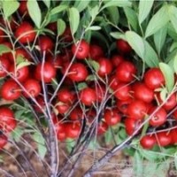 鈣果苗 大量低價供應(yīng)鈣果苗