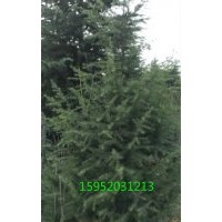 江蘇1米雪松價格，雪松報價