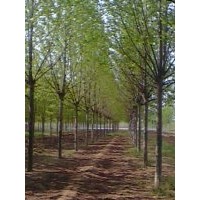 陜西 陜西 江蘇15公分法桐 18公分法桐