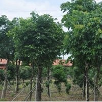 大量供應(yīng)無患子綠化苗木