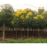 胸徑15公分10公分6公分欒樹(shù)報(bào)價(jià)