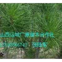 50-80公分營養(yǎng)杯白皮松大量低價出售