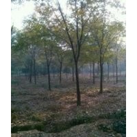 苗圃10公分櫸樹價格 12公分櫸樹價格 15公分櫸樹價格 櫸樹基地