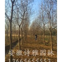 安徽肥西出售烏桕樹，低價(jià)出售2-20公分精品烏桕