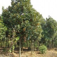 低價(jià)拋售10-15公分廣玉蘭