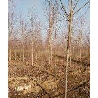 本公司主營美國紅楓、榆樹等鄉(xiāng)土樹種