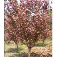 供應(yīng)3、4、5、6、7、8、9、10、12、15、20cm櫻花